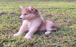 Gerberian Shepsky dogs for sale: Chloe - Image 2
