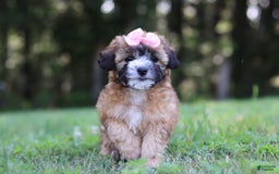 Shihpoo dogs for sale: Amelia - Image 4