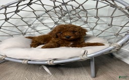 Toy Poodle dogs for sale: Bella - Image 3