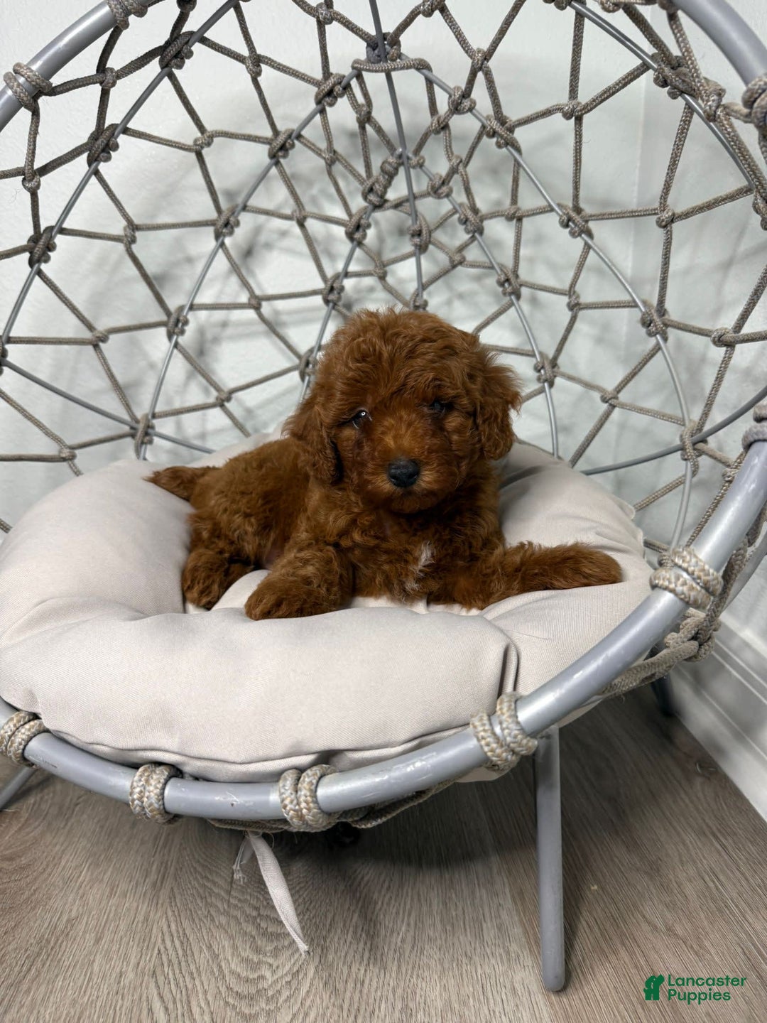 Toy Poodle dogs for sale: Bella - Image 3