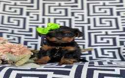 Shorkie dogs for sale: Camdyn Toy Size - Image 10