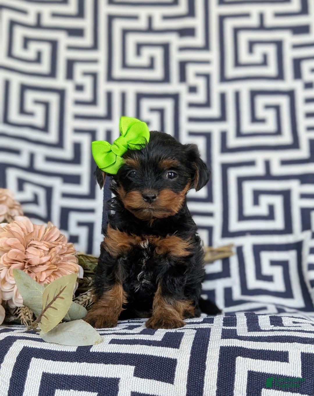 Shorkie dogs for sale: Camdyn Toy Size - Image 10