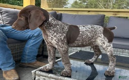 German Shorthaired Pointer dogs for sale: Dottie - Image 4