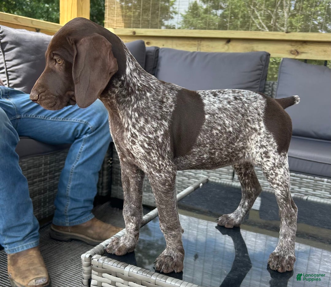 German Shorthaired Pointer dogs for sale: Dottie - Image 4