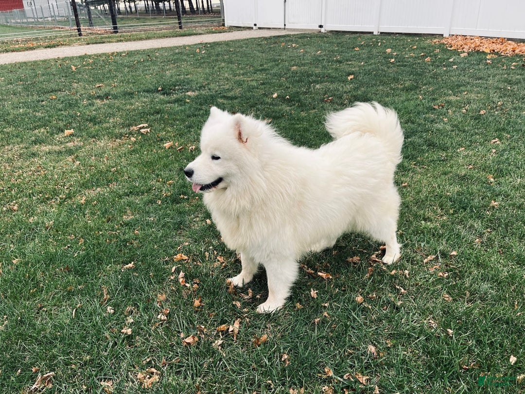 Samoyed dogs for sale: Gizmo - Image 5