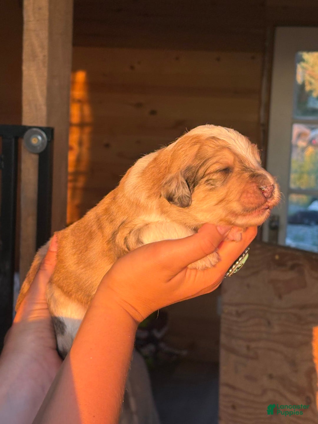 Aussiedoodle dogs for sale: Urban - Image 1