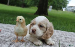 Cocker Spaniel dogs for sale: Rose - Image 6