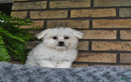 Havapoo dogs for sale: Thomas - Image 7
