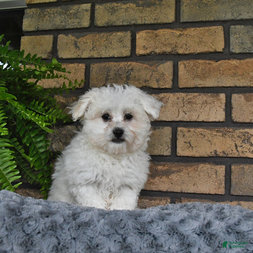 Havapoo dogs for sale: Thomas - Image 7