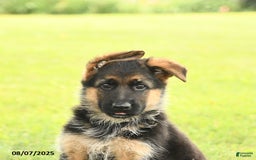 German Shepherd dogs for sale: Dawn - Image 3