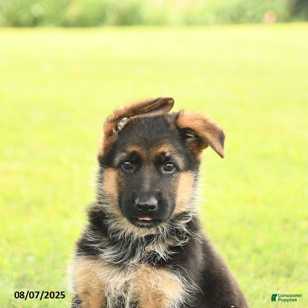 German Shepherd dogs for sale: Dawn - Image 3