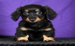 Miniature Dachshund dogs for sale: Daisy - Image 4
