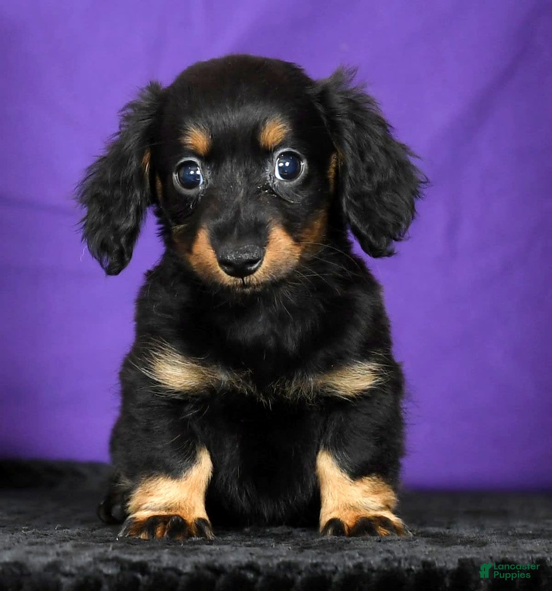 Miniature Dachshund dogs for sale: Daisy - Image 4