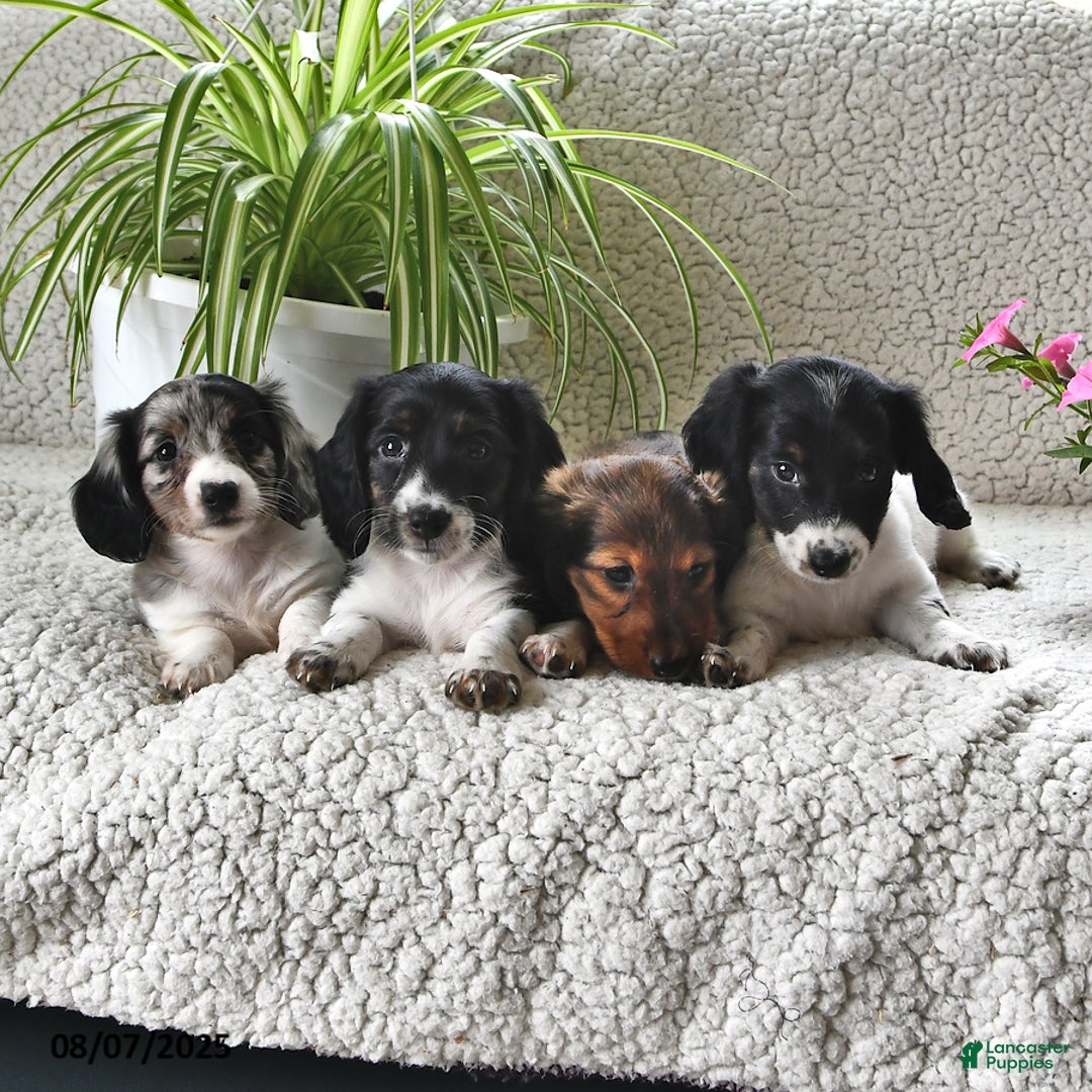 Miniature Dachshund dogs for sale: Silver Star - Image 3
