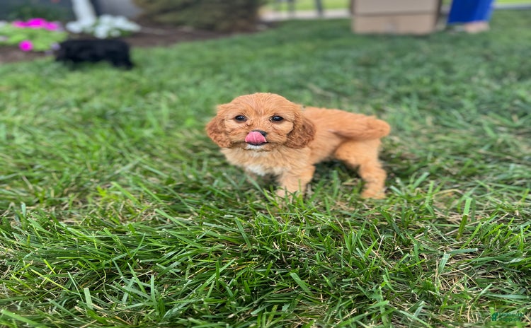 Cavapoo dogs for sale - Ad 1