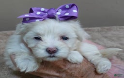 Maltese dogs for sale: Brooklyn - Image 3