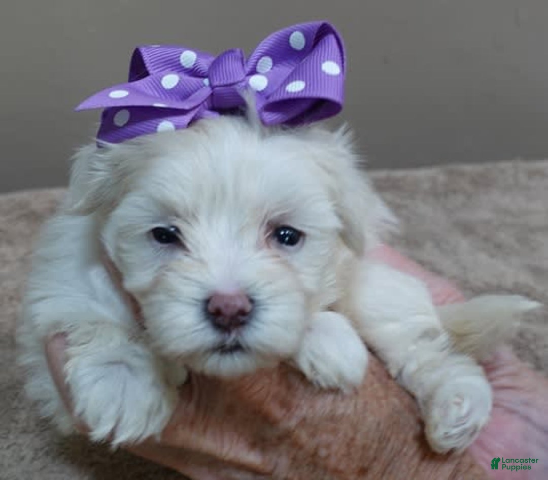 Maltese dogs for sale: Brooklyn - Image 3