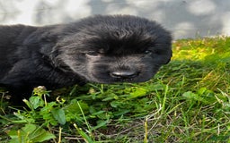 Newfoundland dogs for sale: Newfoundland 2 puppies - Image 8