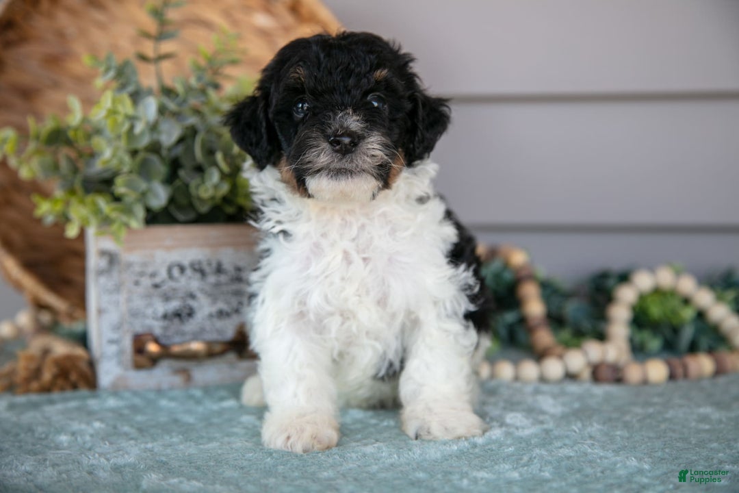 Miniature Poodle dogs for sale: Trevor - Image 1
