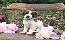 Jack Russell Terrier dogs for sale: Brian - Image 2