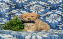Maltipoo dogs for sale: Eghan Toy Size - Image 12