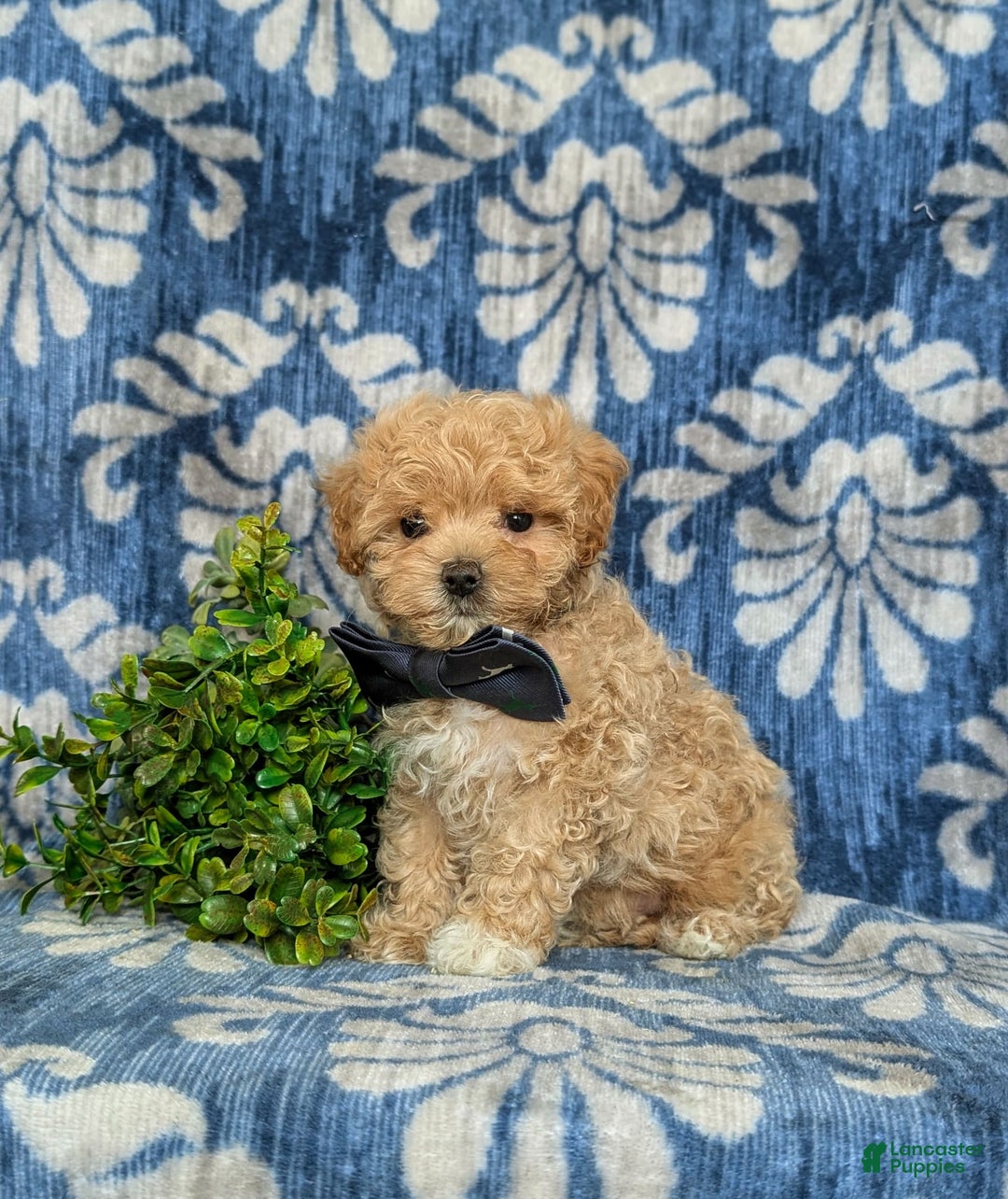 Maltipoo dogs for sale: Eghan Toy Size - Image 12