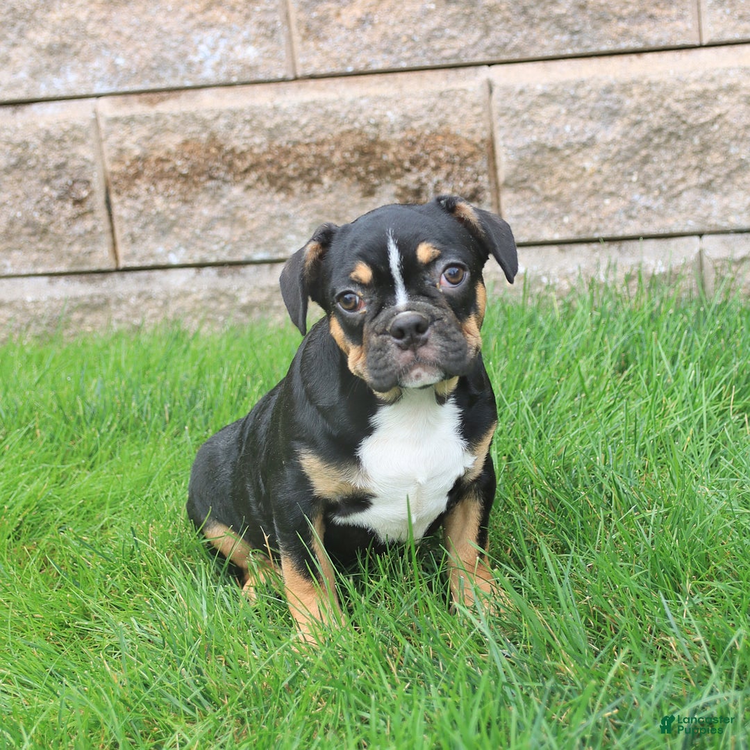 Frenchton dogs for sale: Dreamer - Image 3