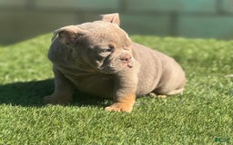 English Bulldog dogs for sale: Cadi - Image 4