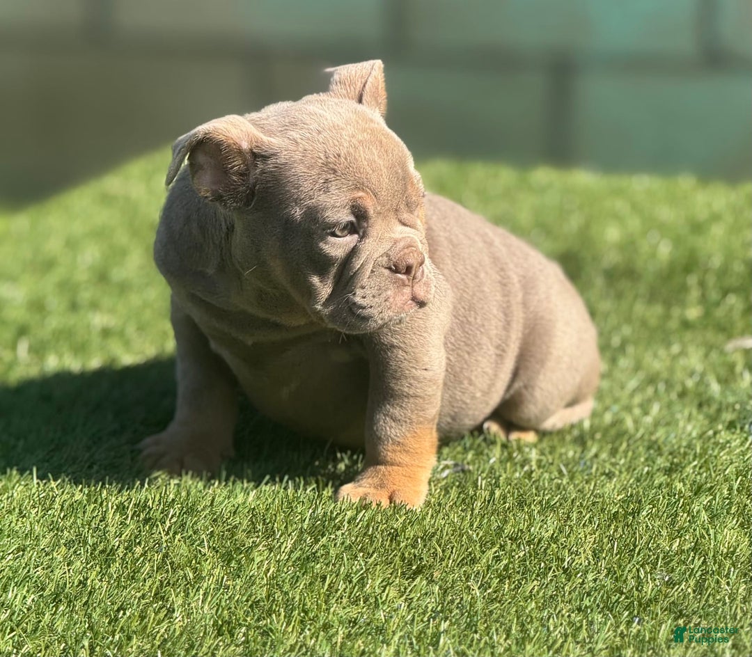 English Bulldog dogs for sale: Cadi - Image 4