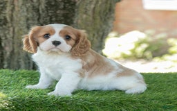 Cavalier King Charles Spaniel dogs for sale: Sarge - Image 9