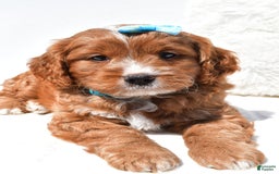 Mini Goldendoodle dogs for sale: Rubble - Image 1