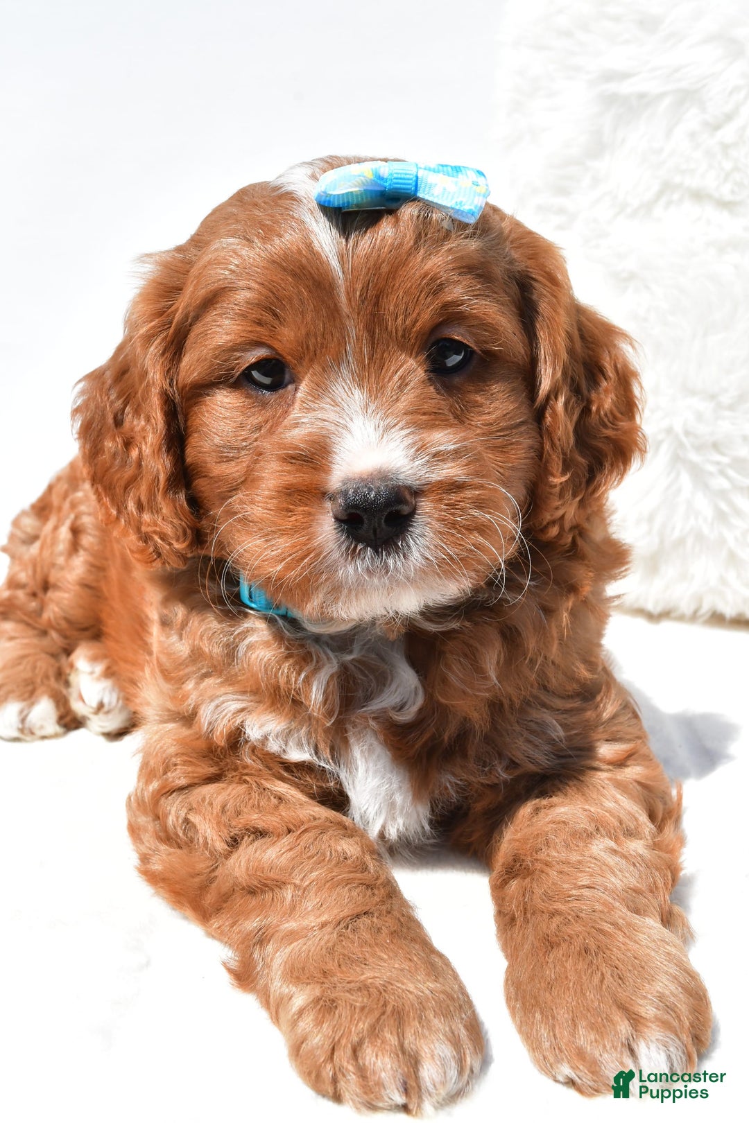 Mini Goldendoodle dogs for sale: Rubble - Image 1