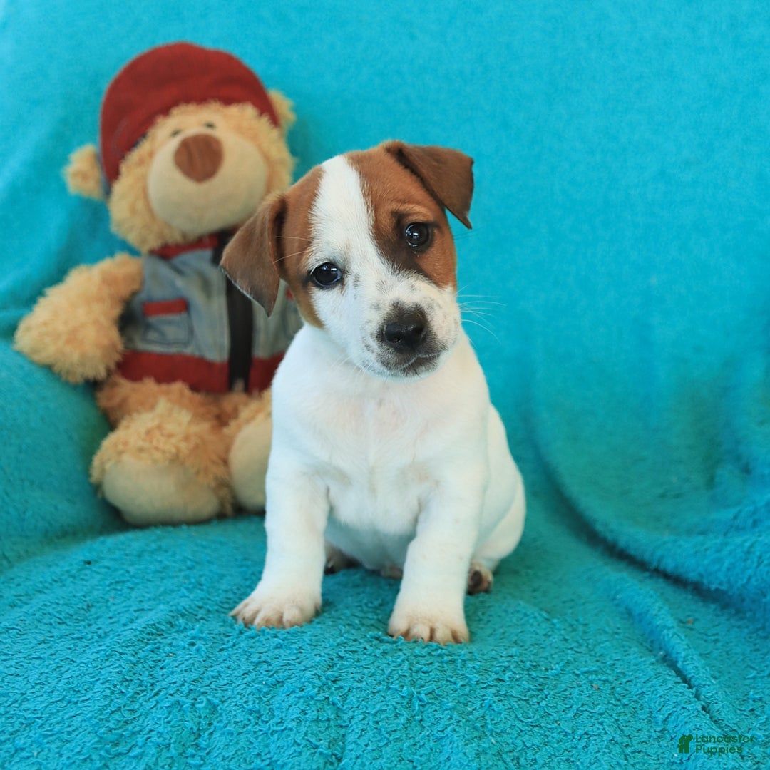 Jack Russell Terrier dogs for sale: Joey - Image 1