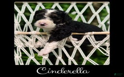 Bernedoodle dogs for sale: Cinderella - Image 5