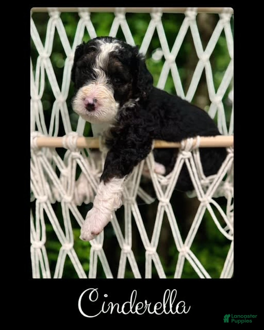 Bernedoodle dogs for sale: Cinderella - Image 5