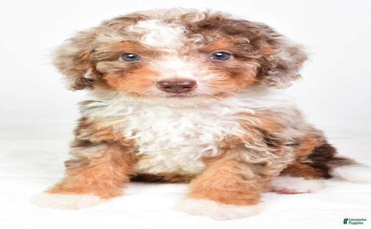Mini Bernedoodle dogs for sale - Ad 4
