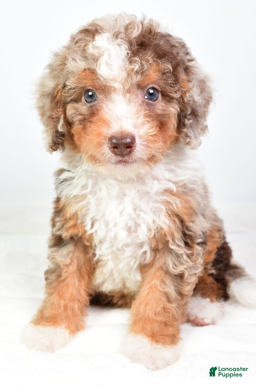 Mini Bernedoodle dogs for sale: Wally - Image 1