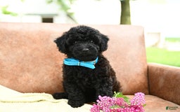 Cavapoo dogs for sale: Charcoal - Image 2