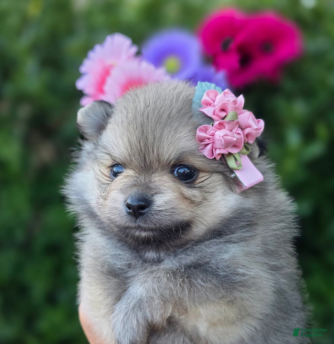 Pomeranian dogs for sale: Arya - Image 5