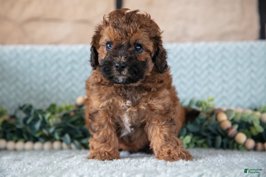 Shihpoo dogs for sale: Leo - Image 5