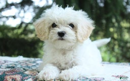 Miniature Poodle dogs for sale: Keisha - Image 3
