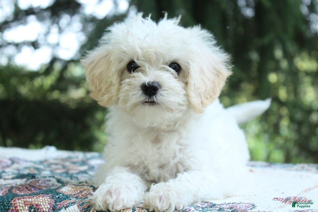 Miniature Poodle dogs for sale: Keisha - Image 3