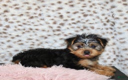 Yorkshire Terrier dogs for sale: Callie - Image 4