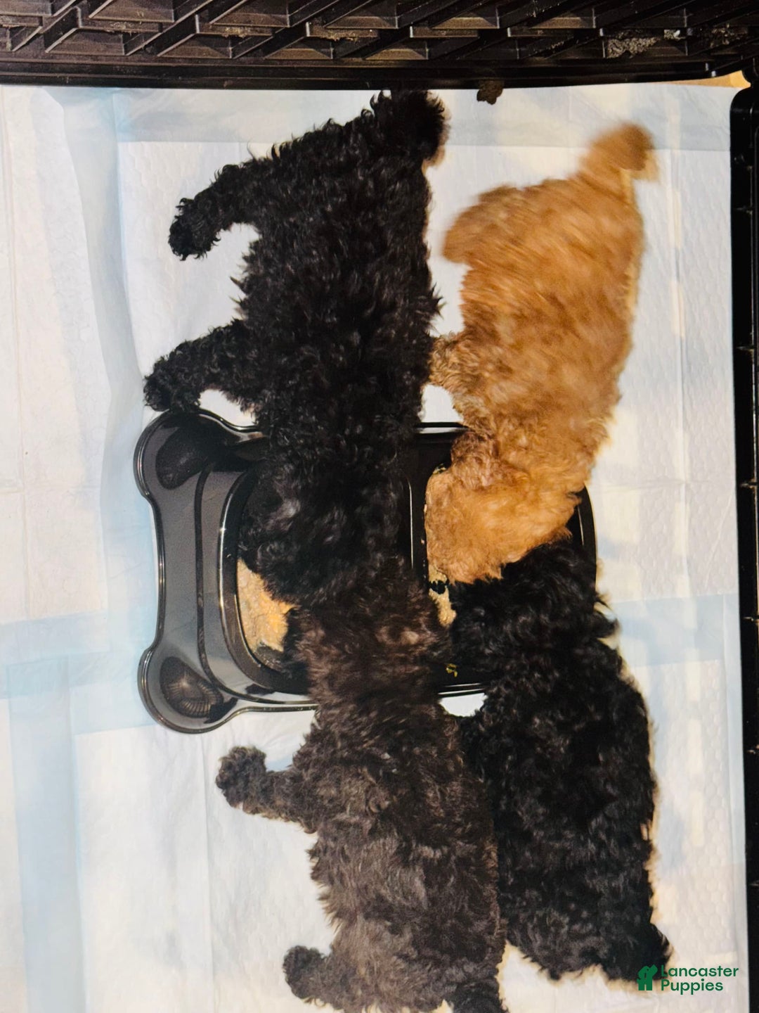 Miniature Poodle dogs for sale: Skye - Image 6