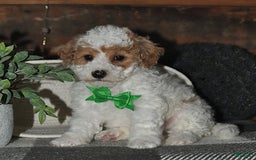 Lhasapoo dogs for sale: Cobi - Image 10