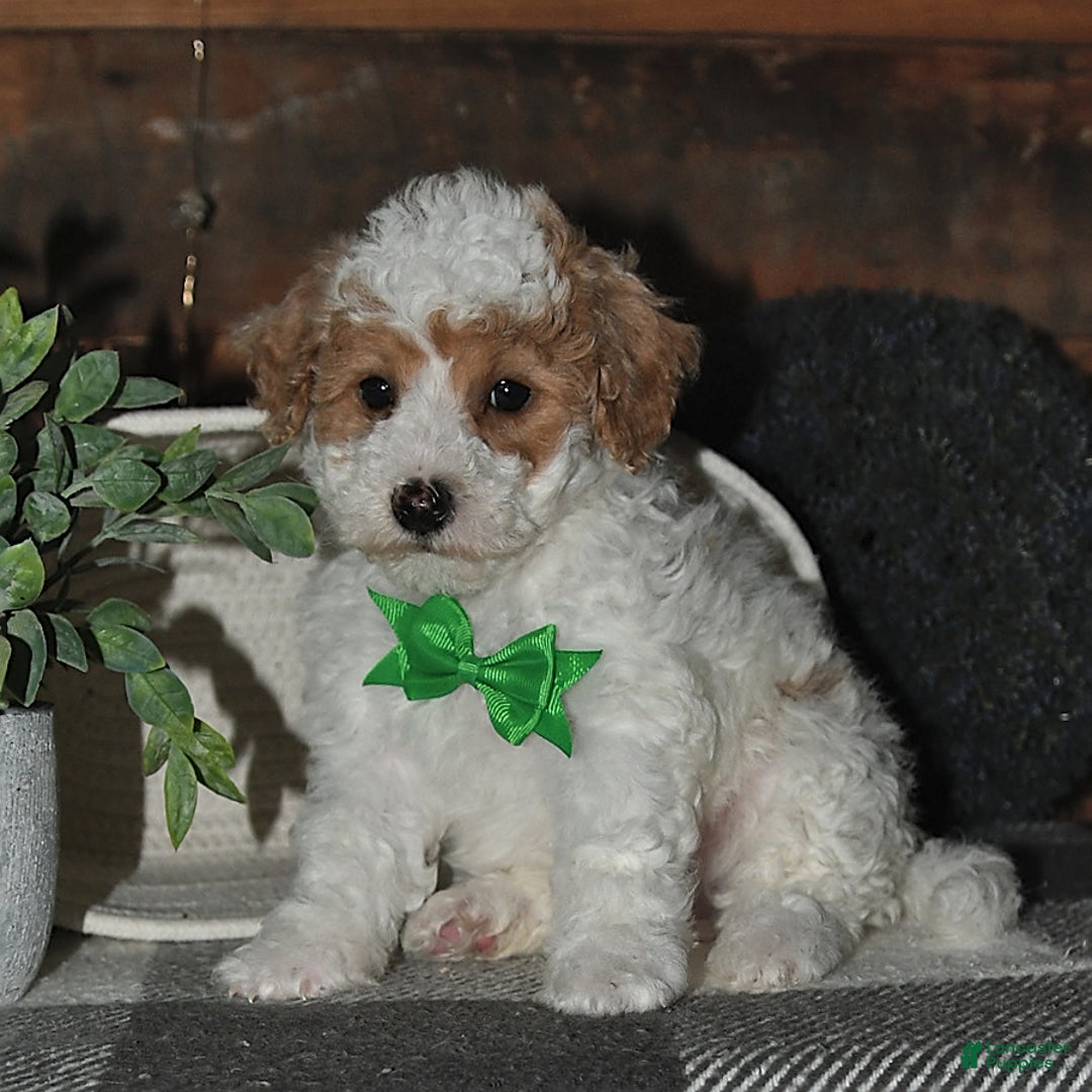 Lhasapoo dogs for sale: Cobi - Image 10