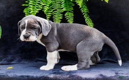 Great Dane dogs for sale: Missy - Image 30