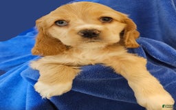 Cocker Spaniel dogs for sale: Brownie - Image 1