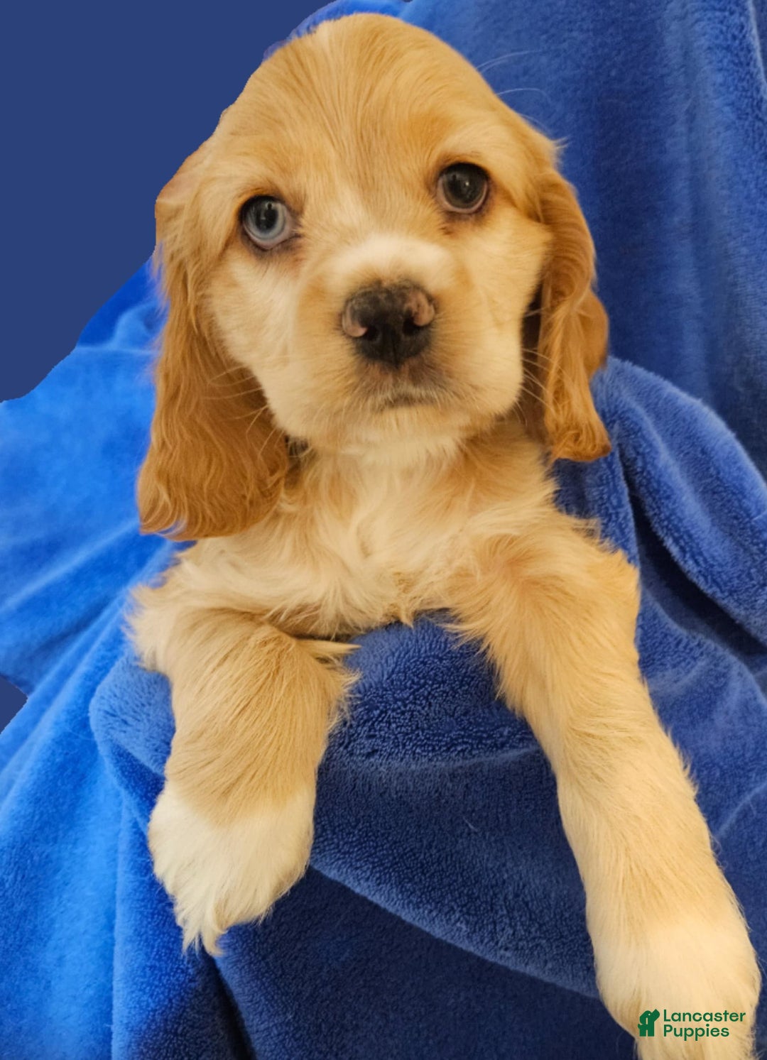 Cocker Spaniel dogs for sale: Brownie - Image 1