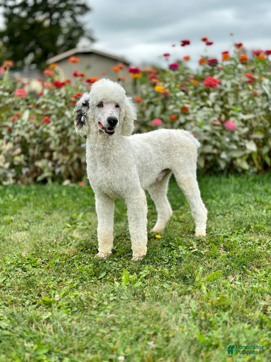 Bernedoodle dogs for sale: Lainey - Image 6